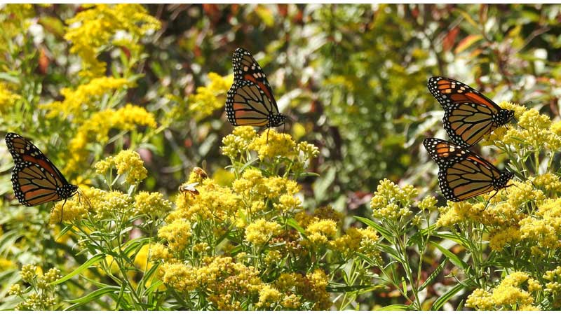 🦋 Canada to Restore Lands to Enhance Monarch Butterfly Habitats