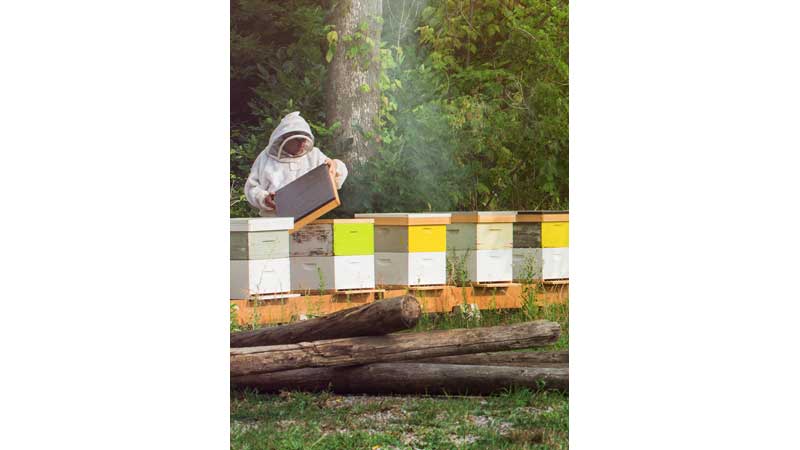 NewCa.com: ⚕️🐝 Canadian Made BY's Apitherapy Niagara Honey Proves - Vimarsana News