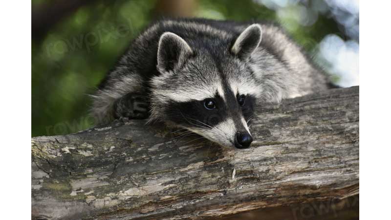 🦝⚕️  Raccoon Rabies Control - Increased Risk of Raccoon Rabies Introduction: Public Urged to Be Vigilant in At-Risk Areas 🦝