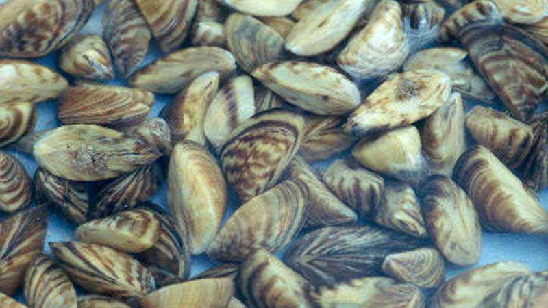 Roadside Inspection Blitz Helps to Prevent the Spread of Zebra Mussels in Canada