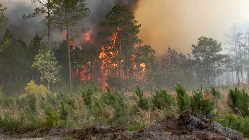 New Report Shows Repeat Spraying of BC and New Brunswick Forests, Contrary to Federal Approval