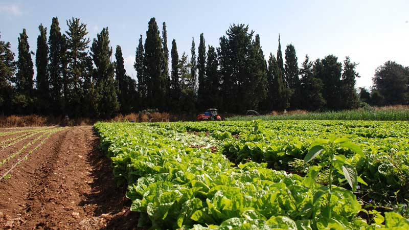 🍁💵Ontario Introducing Legislation to Protect and Strengthen Ontario’s Agri-Food Sector 🥔🥕