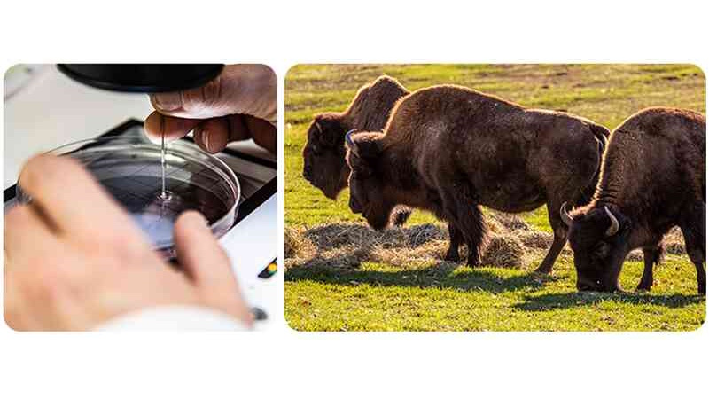 🐻⚕️Canada’s Wildlife Cryobank at your Toronto Zoo Receives $1 Million Donation from the Consecon Foundation