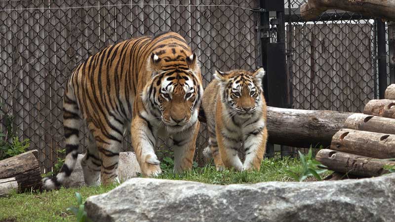 2023 Tigress Mila Waving Goodbye to the Toronto Zoo  (4K HDR, images)