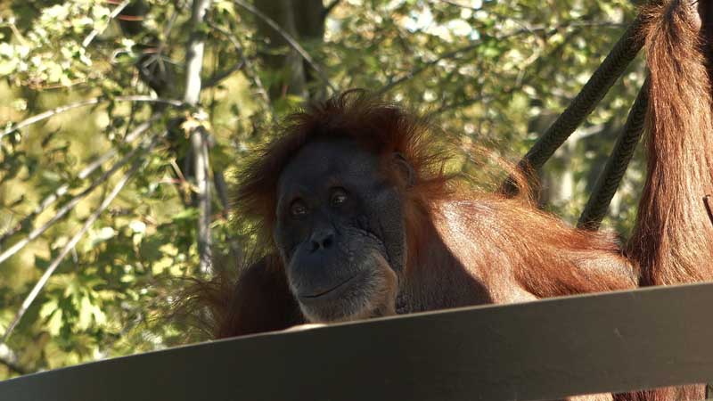 New inhabitants at the Orangutans Rainforest Habitat (images)