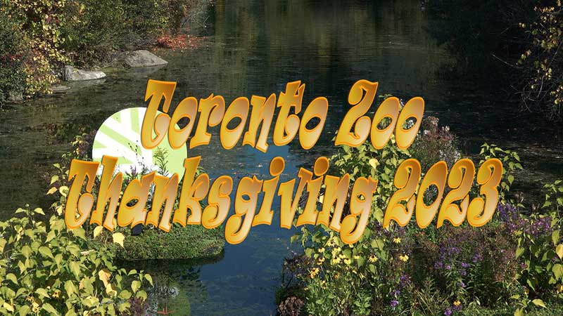 2023 Toronto Zoo 🐵 Thanksgiving 🎃👪 Photo Friendly Family Experience (4K HDR, images)