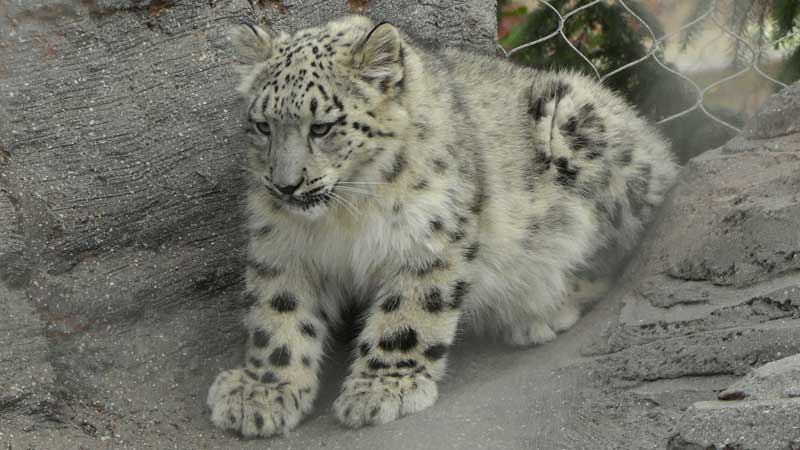 2024 🐆❄️ Snow Leopard Cubs First Public Appearance on Halloween 🎃 at the Toronto Zoo (4K 60p HDR, Images)