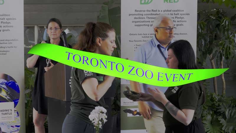 2025 🐢The Toronto Zoo Endangered Blanding's Turtles