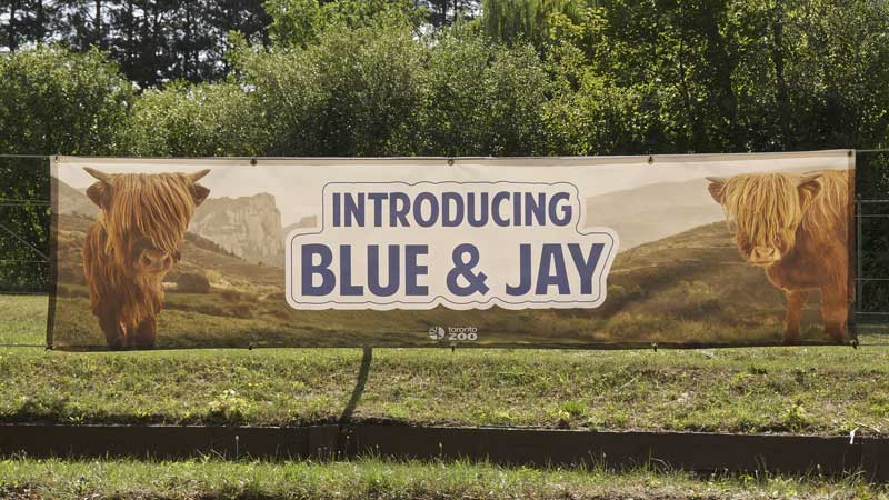 2025 🐮🐮 Highland Cows “Blue & Jay” Name Reveal at Toronto Zoo