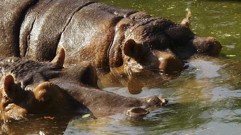 2025 🦜🐵🦩 Toronto Zoo Golden Hours: Animals at Sunset | Wildlife Photography & Filmmaking