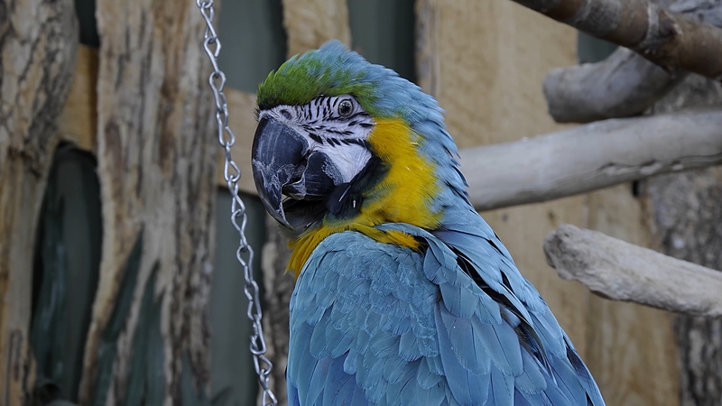 2025 🐦 Bird Kingdom Niagara Falls | World’s Largest Indoor Aviary | Exotic Birds & Rainforest Tour 🦜