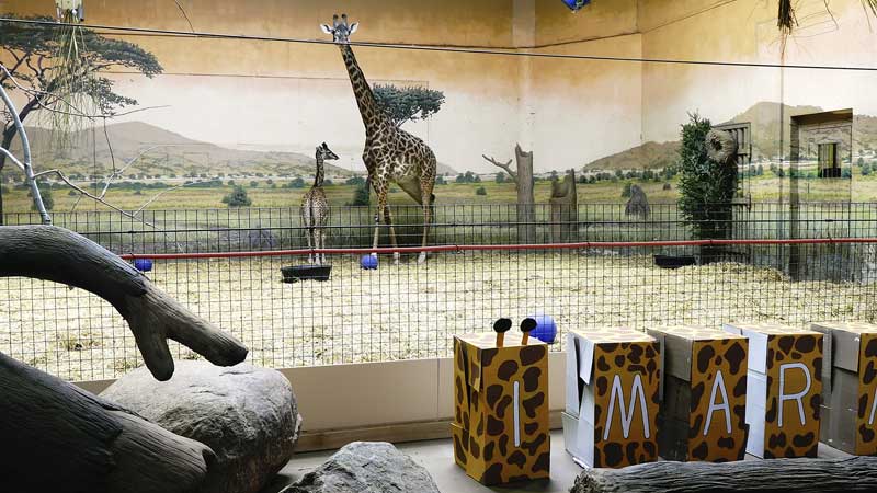 2026 🦒 Toronto Zoo. Giraffe Calf Name REVEALED. Adorable Moment!