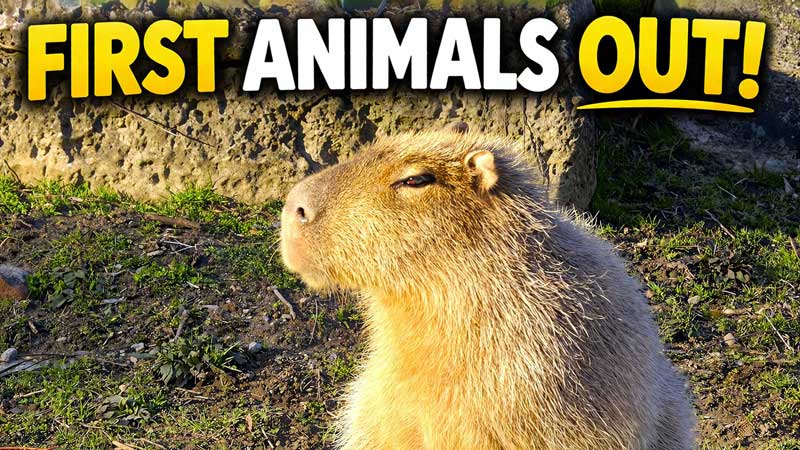 2026 Some Animals Are Out 🐾 Toronto Zoo Early Spring Walkthrough