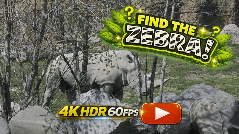 2026 Find the Hidden Zebra! 🦓 Toronto Zoo Spring
