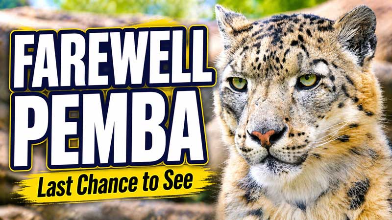 2026 Last Chance to See Pemba 🐆 Toronto Zoo Snow Leopard Farewell (May 2026) (4K 60p HDR, Images)