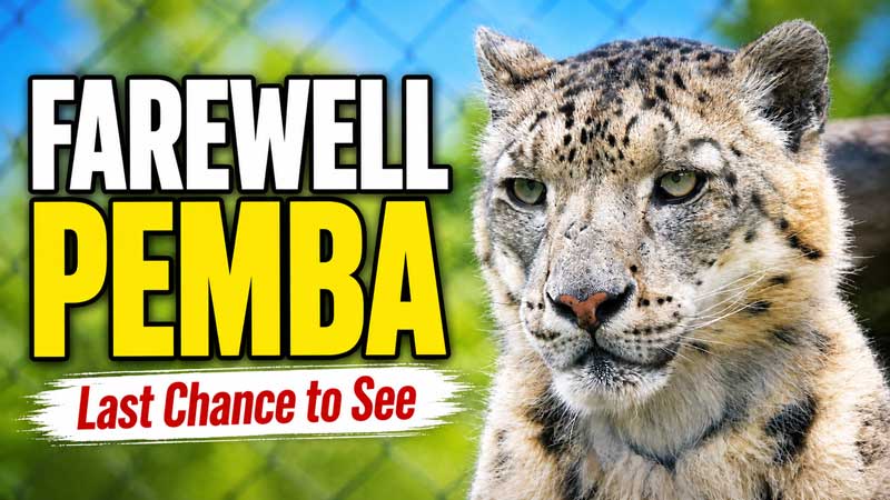 2026 Last Chance to See Pemba 🐆 Toronto Zoo Snow Leopard Farewell (May 2026)